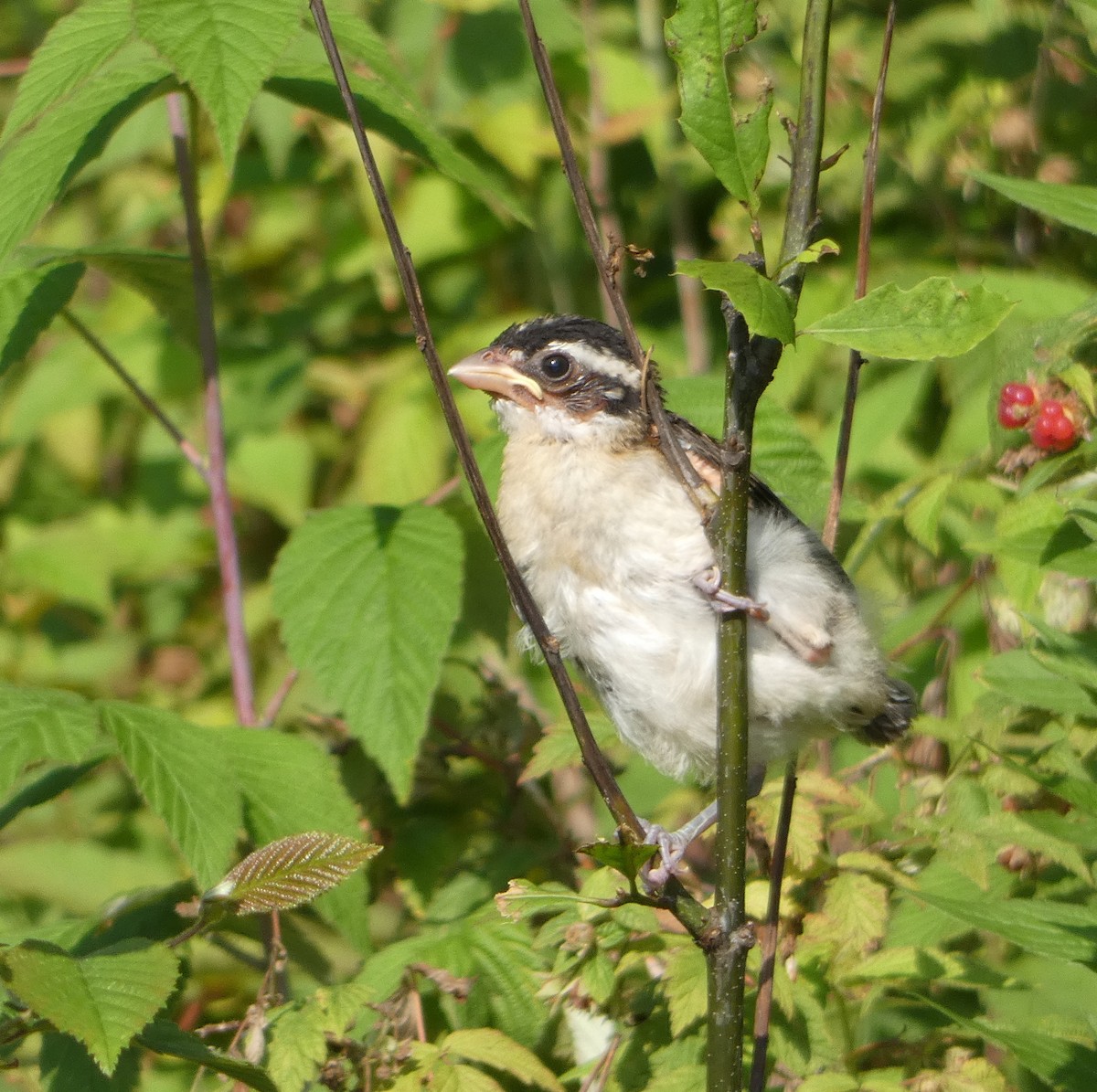 Rose-breasted Grosbeak - ML594245031