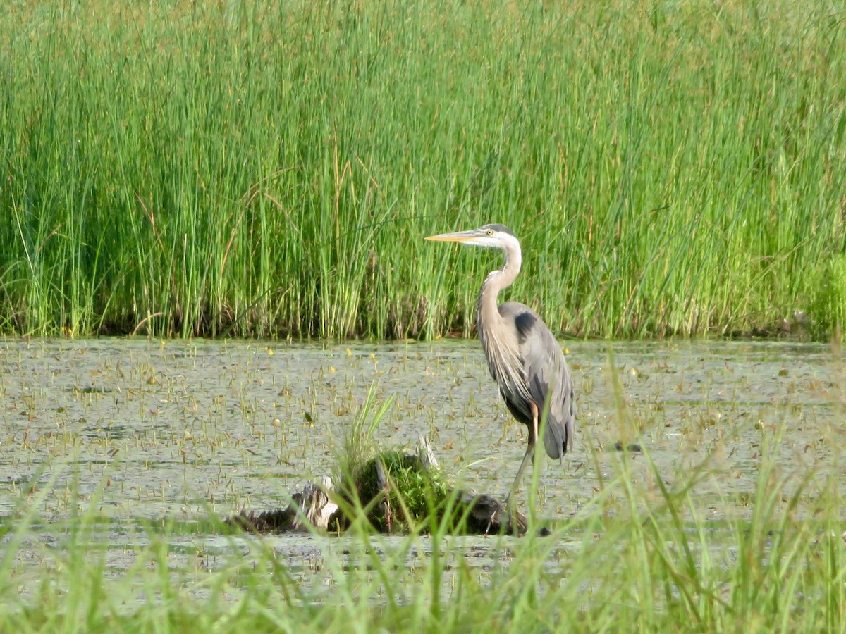 Great Blue Heron - karl  schmidt