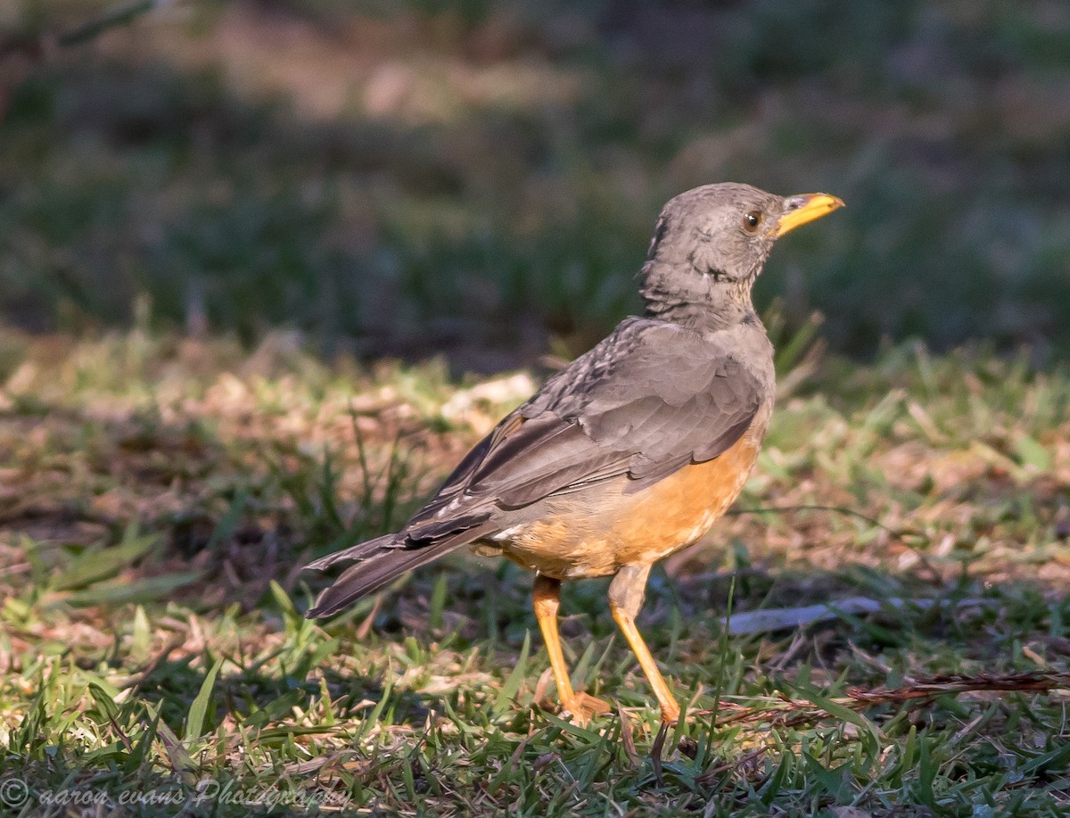 Olive Thrush - aaron evans