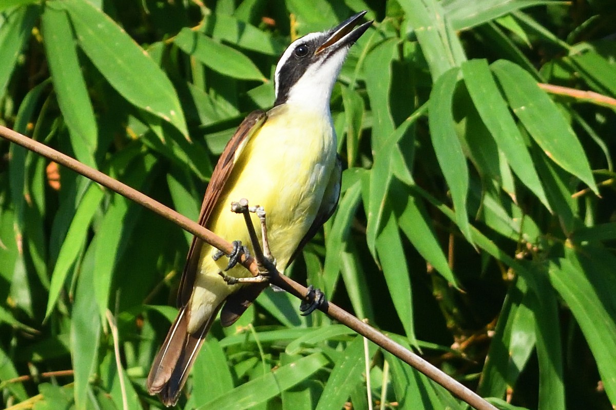 Great Kiskadee - ML594248021