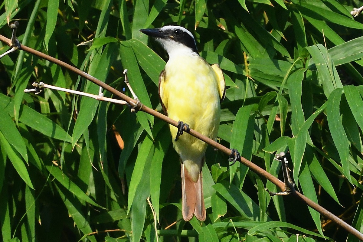 Great Kiskadee - ML594248031