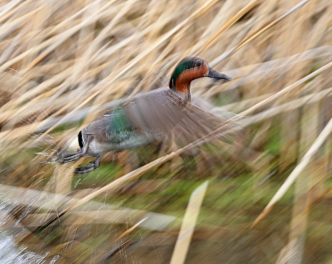 Green-winged Teal - ML594248041