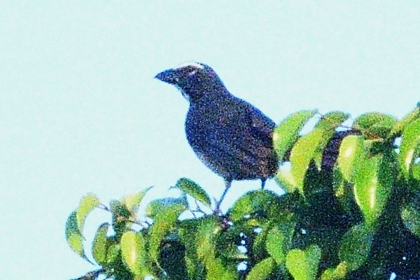 Cinnamon-bellied Saltator - ML594248061
