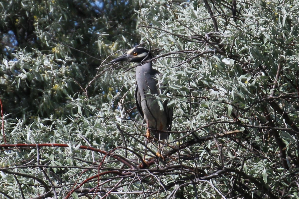 Yellow-crowned Night Heron - ML59424841