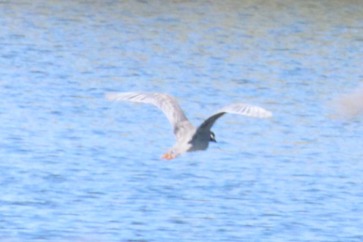 Yellow-crowned Night Heron - ML59424871