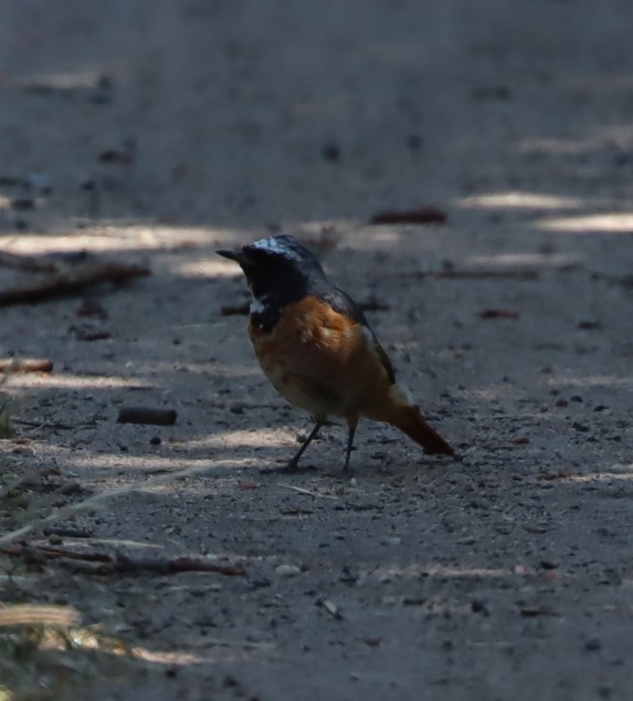 Common Redstart - ML594248861
