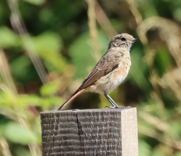 Common Redstart - ML594248871