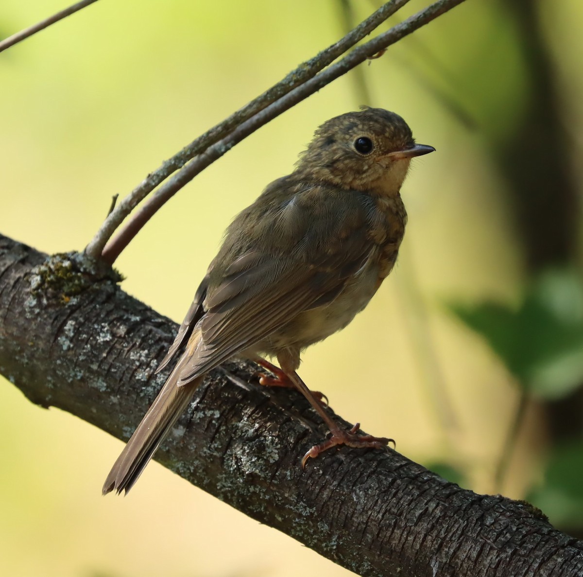 European Robin - ML594248911