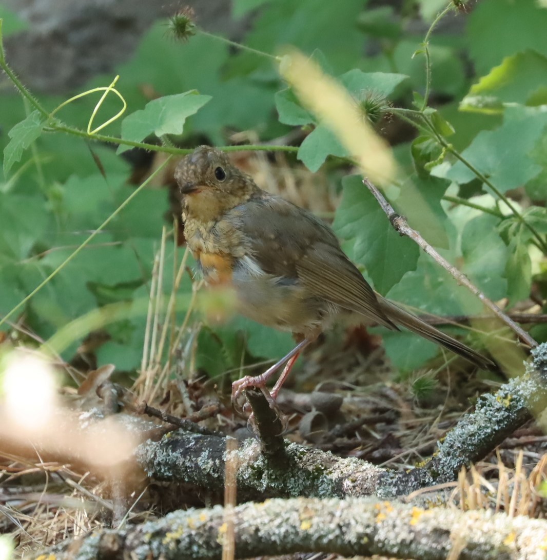 European Robin - ML594248931