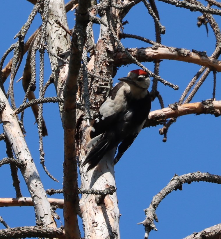 Great Spotted Woodpecker - ML594248951