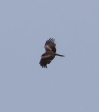 Black Kite - ML594248981