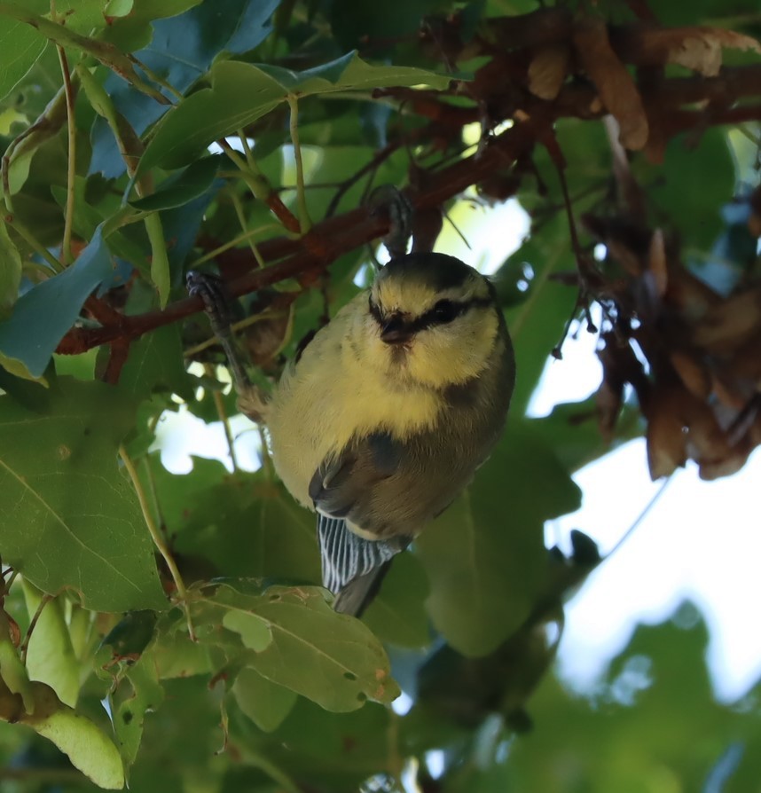 Eurasian Blue Tit - ML594249071