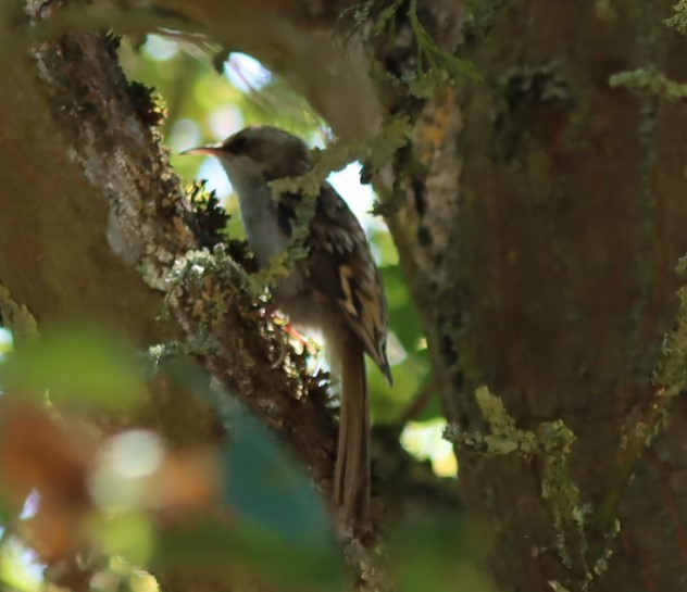 Short-toed Treecreeper - ML594249101