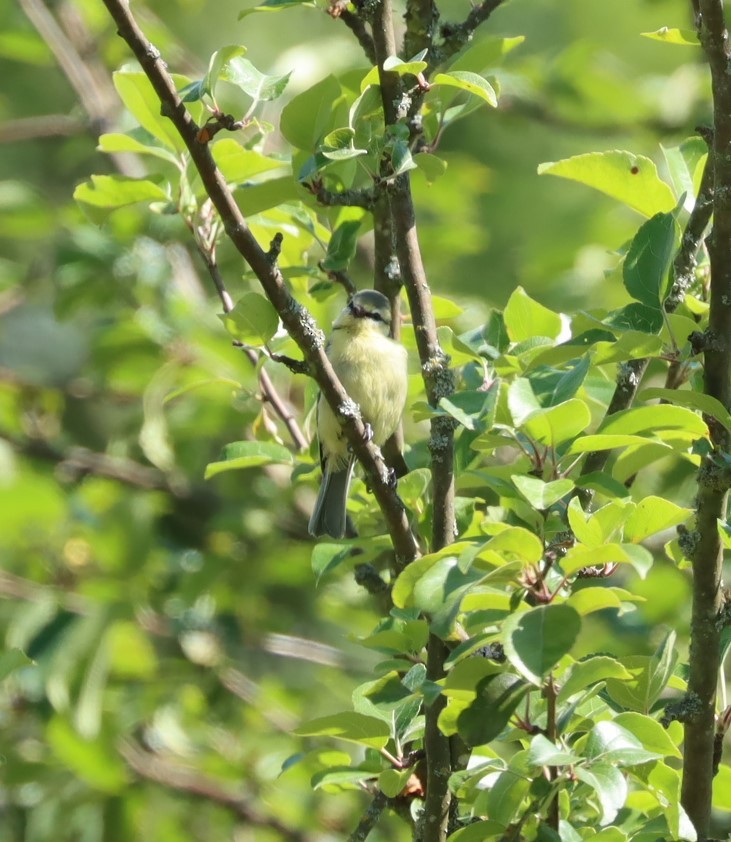 Eurasian Blue Tit - ML594249111