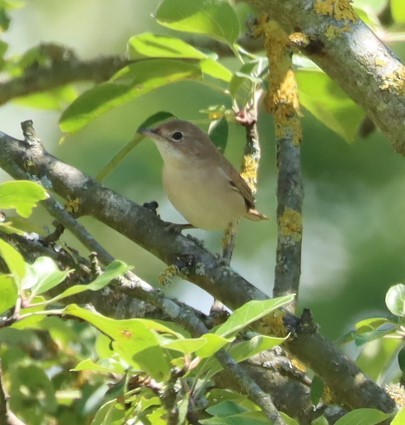 Garden Warbler - ML594249161