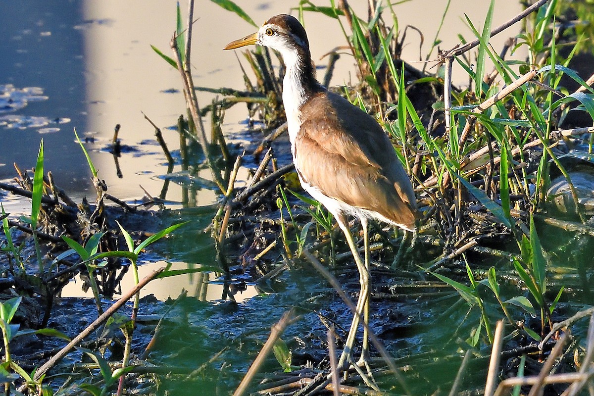 Northern Jacana - ML594249171