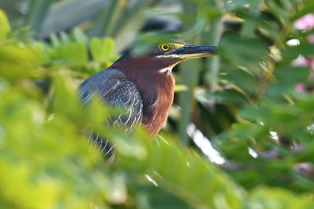 Green Heron - ML594249251