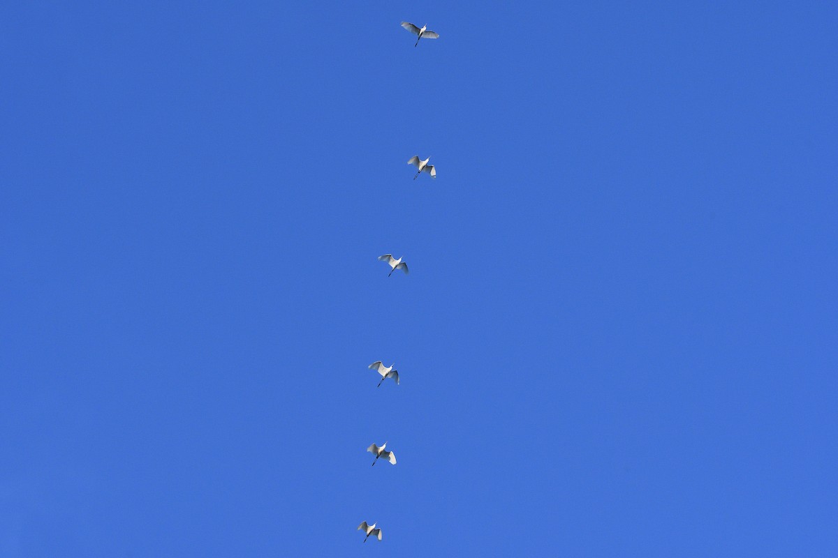 Great Egret - ML594249911
