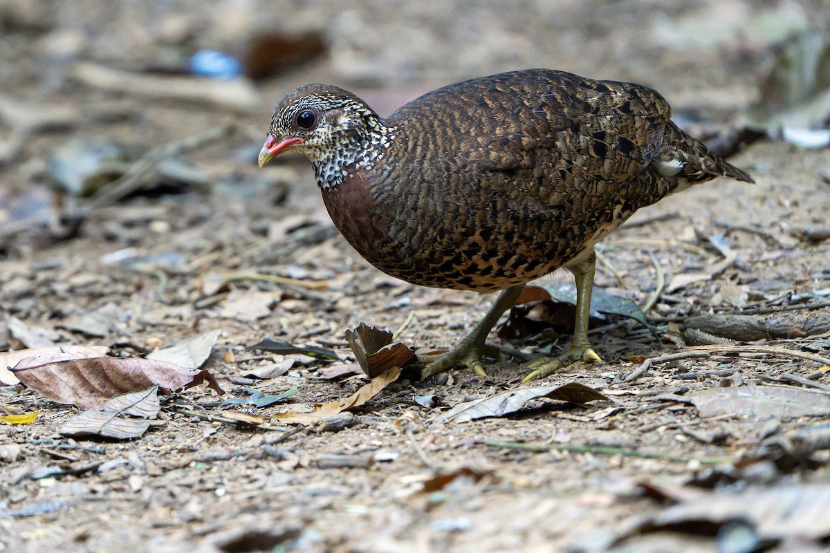 Scaly-breasted Partridge (Tonkin) - Daniel López-Velasco | Ornis Birding Expeditions