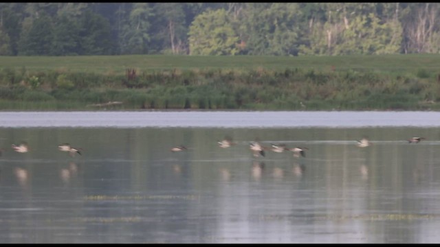 Common Merganser - ML594250581