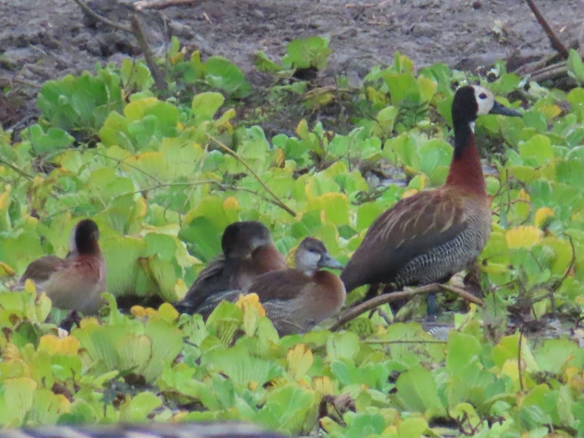 White-faced Whistling-Duck - ML594250761