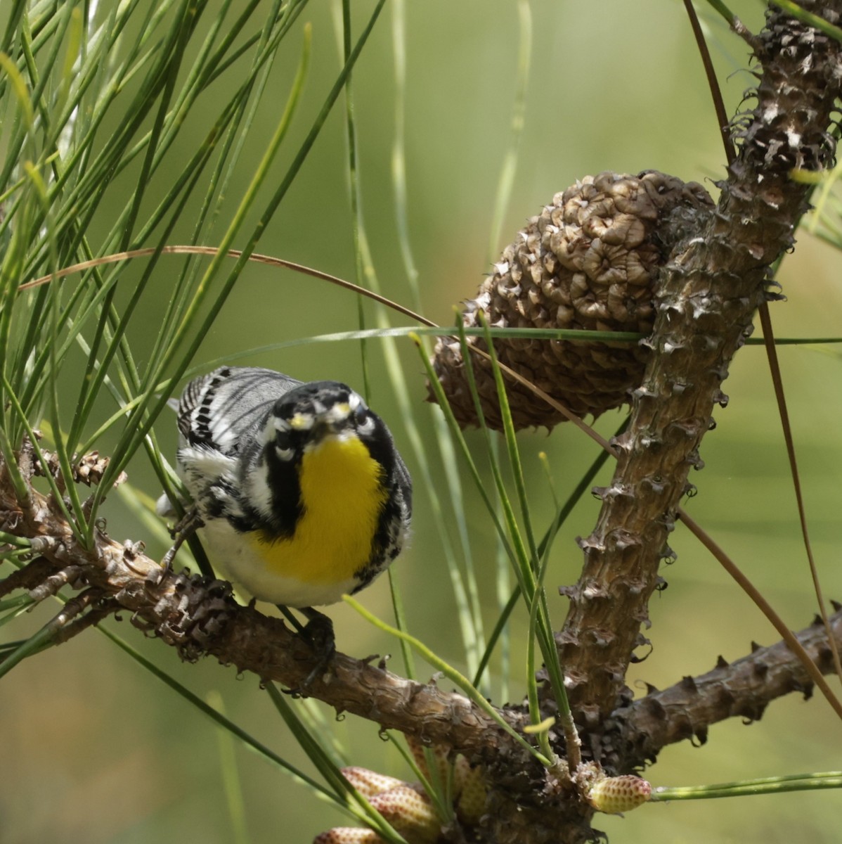 Yellow-throated Warbler (dominica/stoddardi) - ML594250881