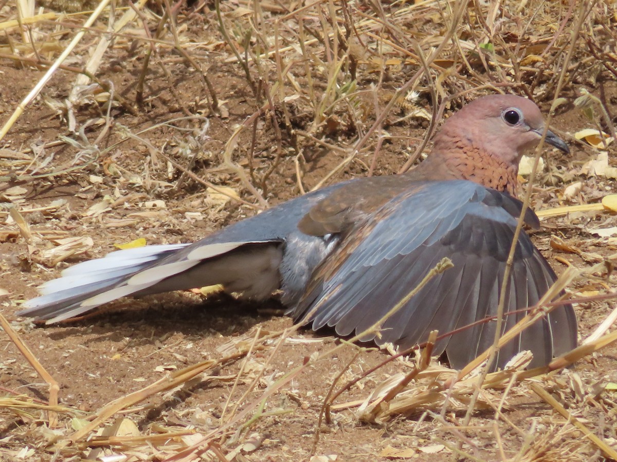 Laughing Dove - ML594250971