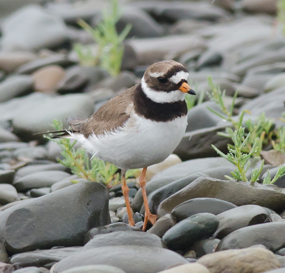 Common Ringed Plover - Alix d'Entremont