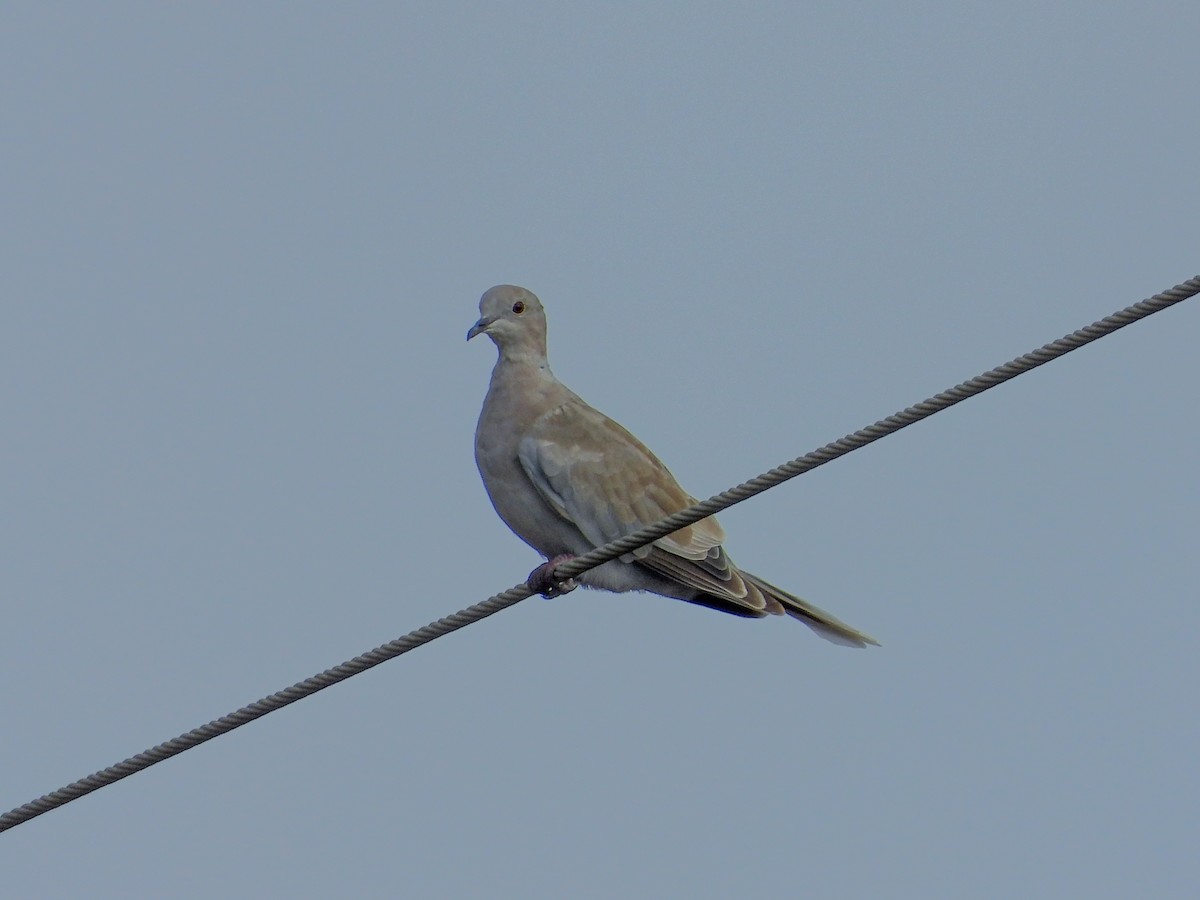 Eurasian Collared-Dove - Andrew Hamlett
