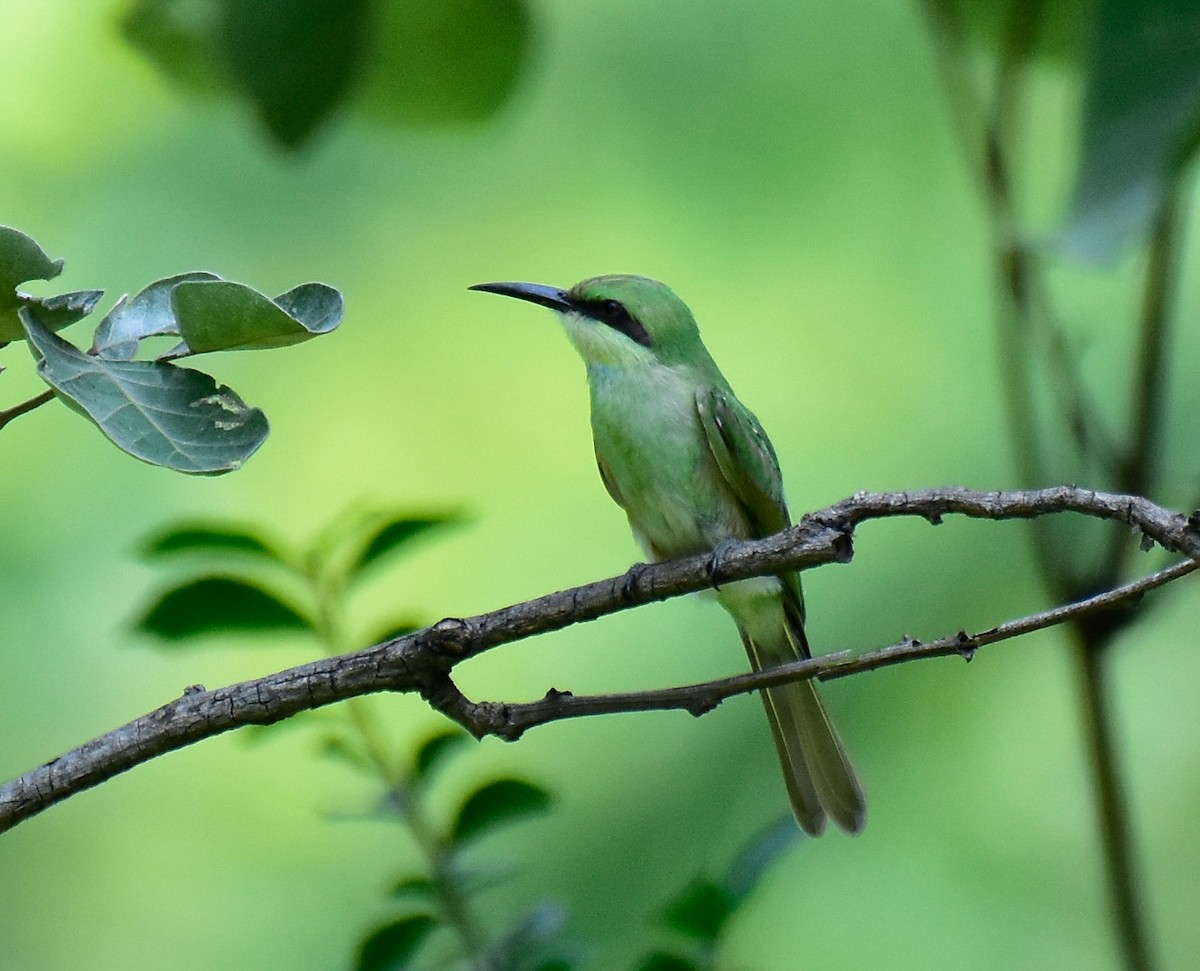 Asian Green Bee-eater - ML594251501