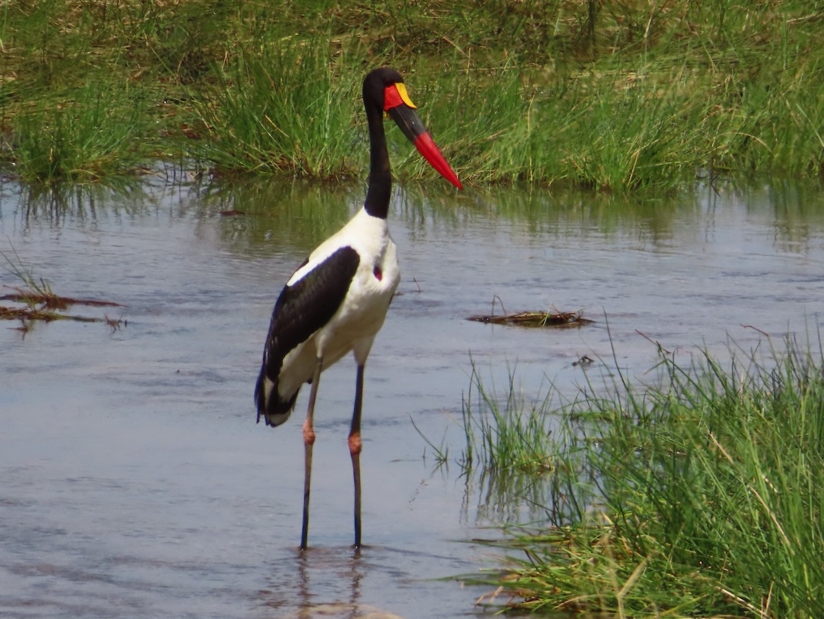 Saddle-billed Stork - Jonathan W. 🕊