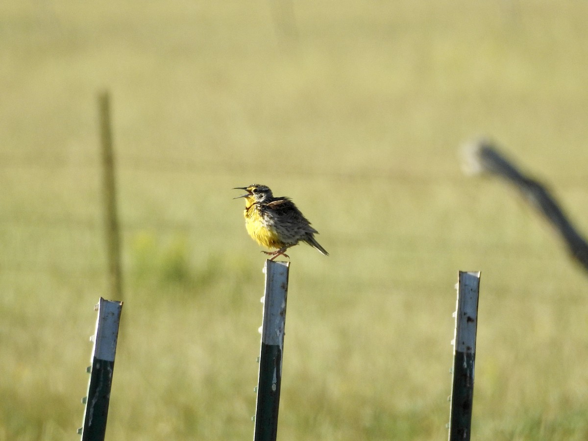Western Meadowlark - ML594252601