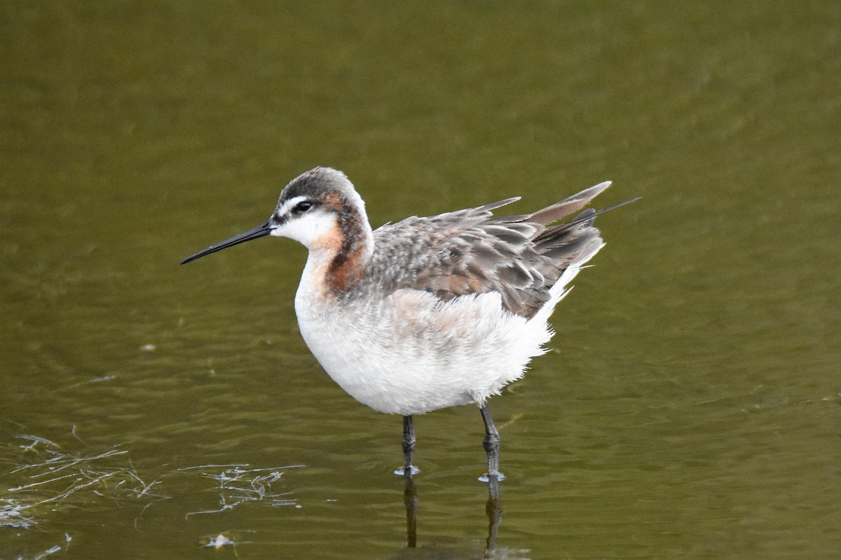 Wilson's Phalarope - ML59425271