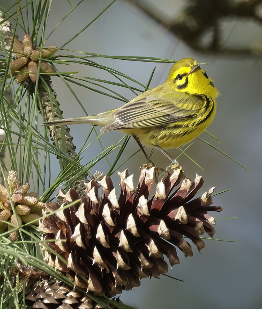 Prairie Warbler - ML594252761