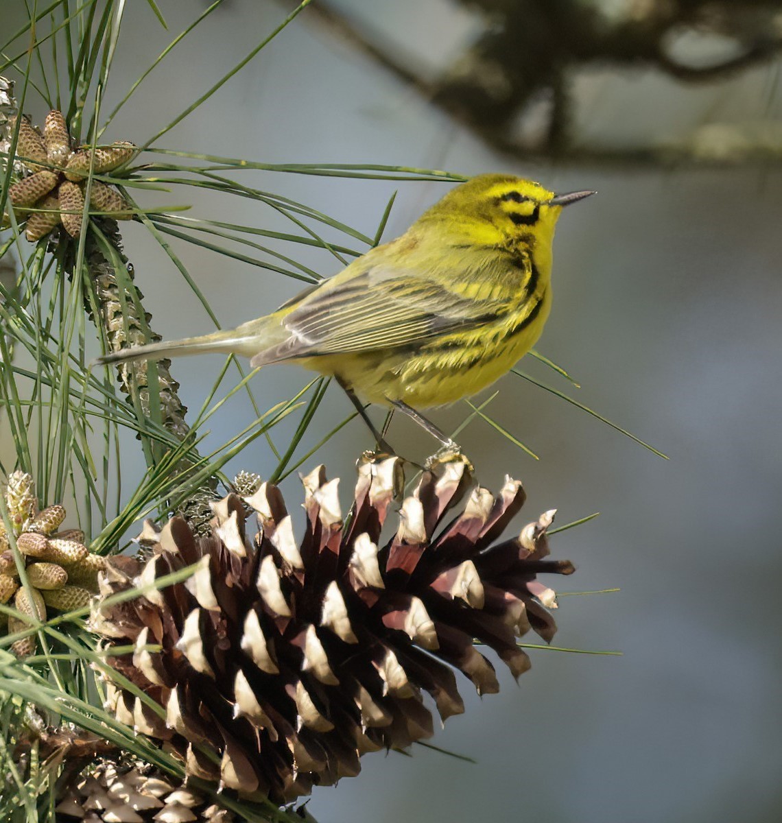 Prairie Warbler - ML594252771