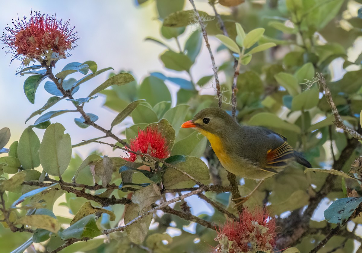 Red-billed Leiothrix - ML594253121