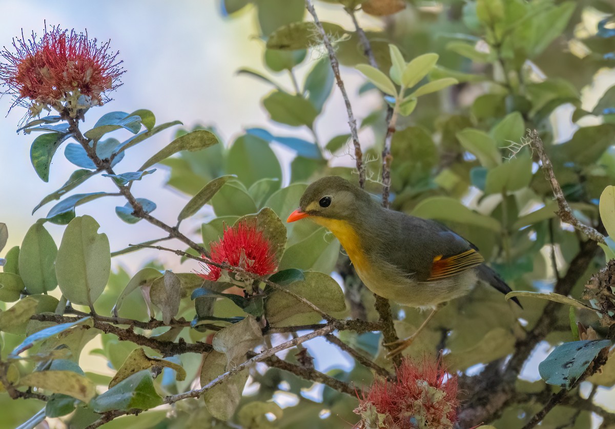 Red-billed Leiothrix - ML594253131