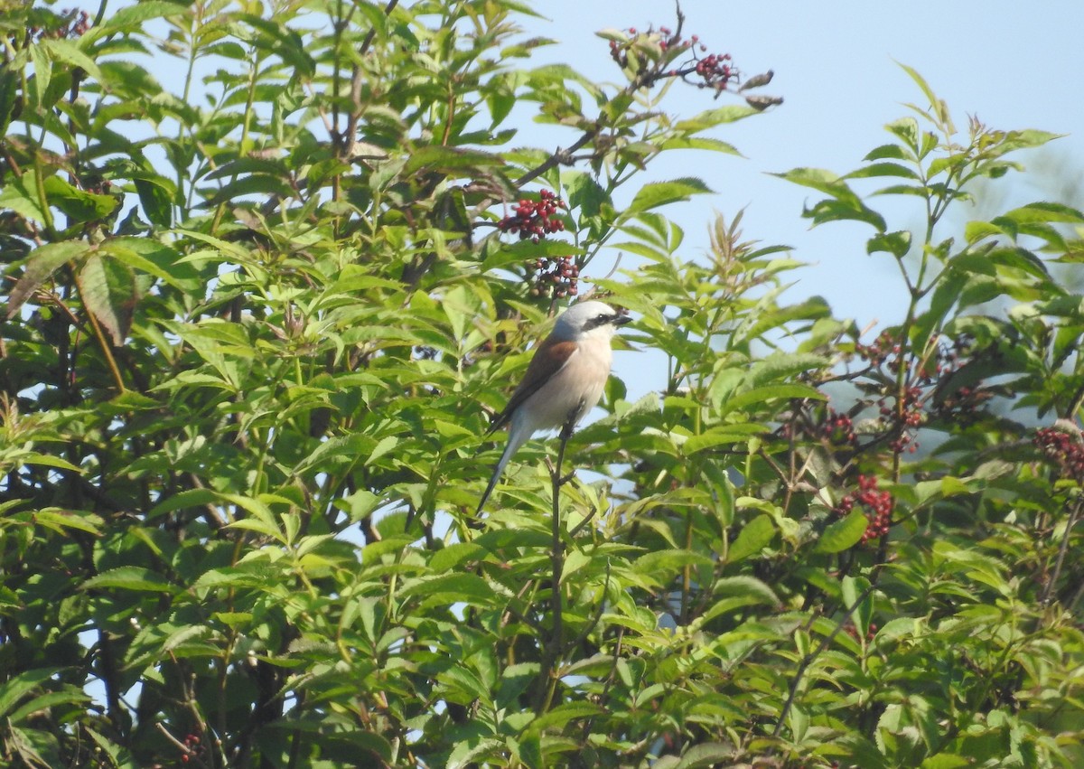 Red-backed Shrike - ML594254041