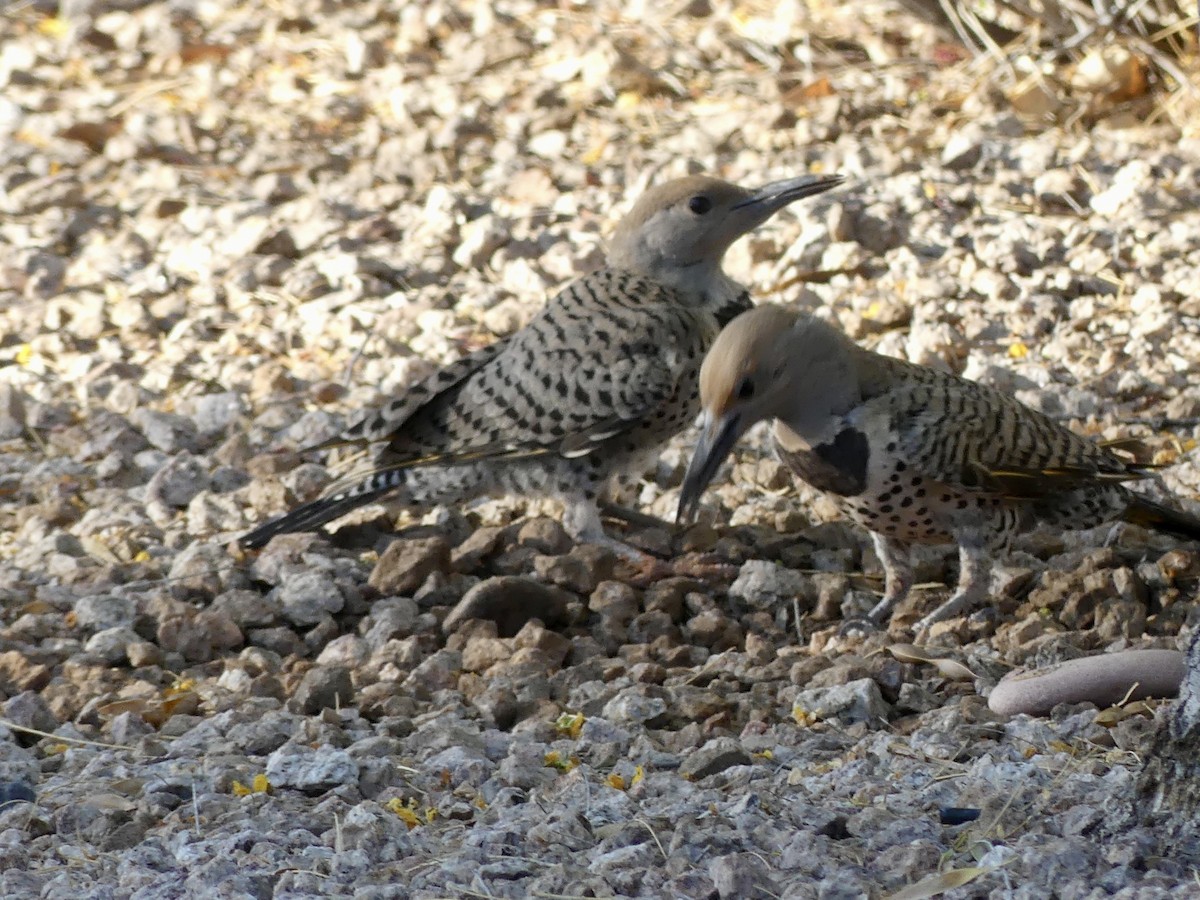 Gilded Flicker - ML594254601