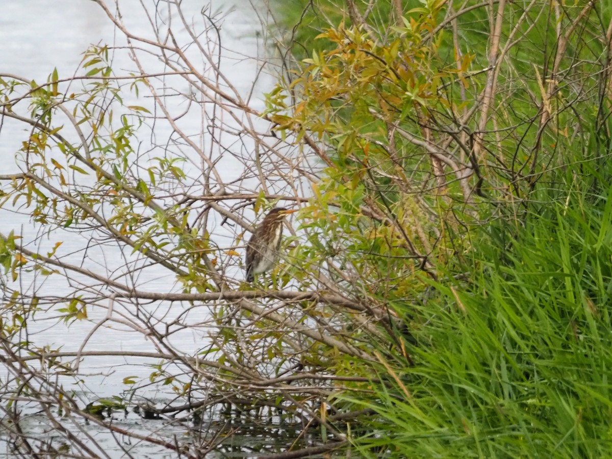 Green Heron - ML594255631