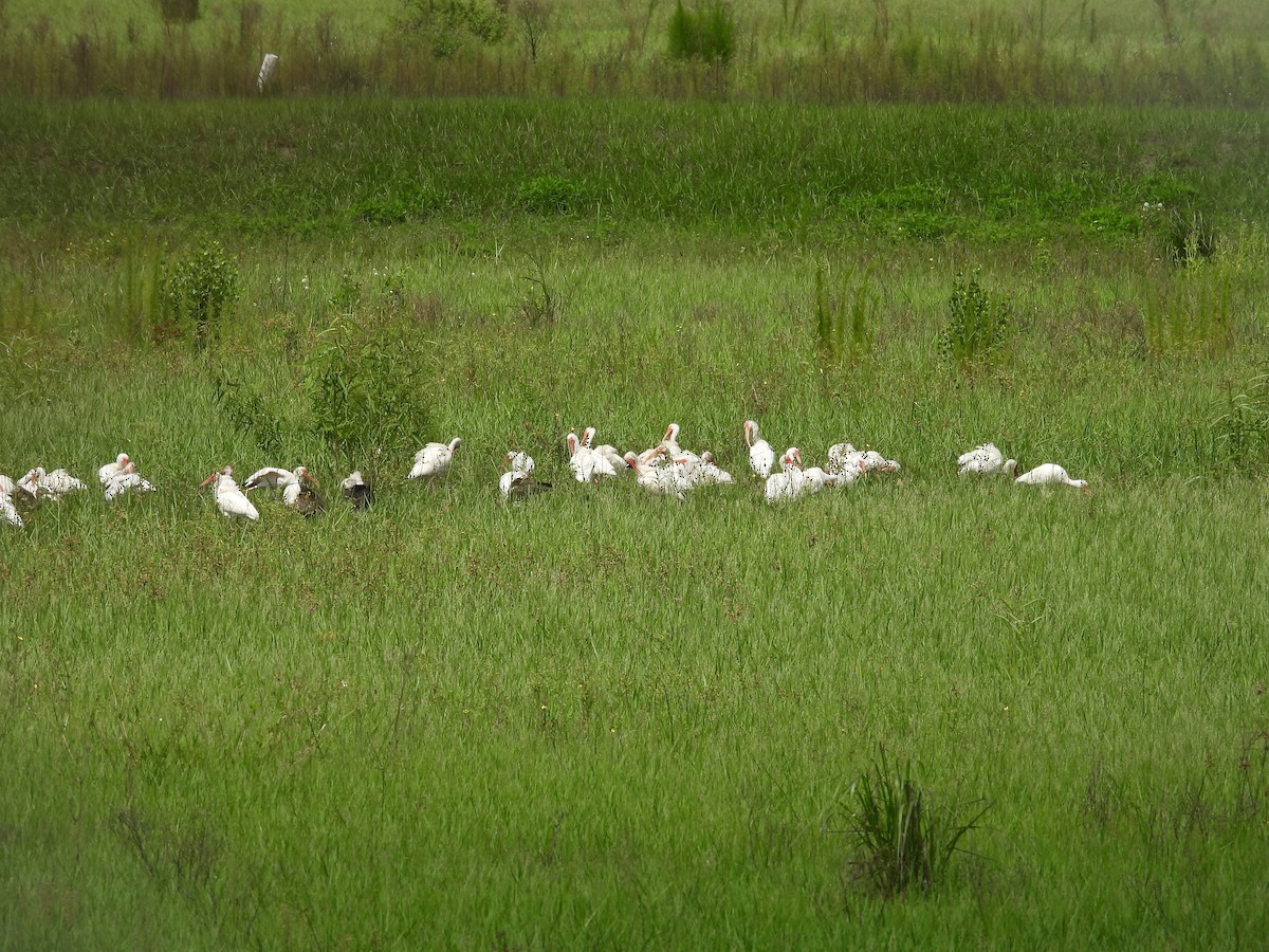 Ibis blanc - ML594255891