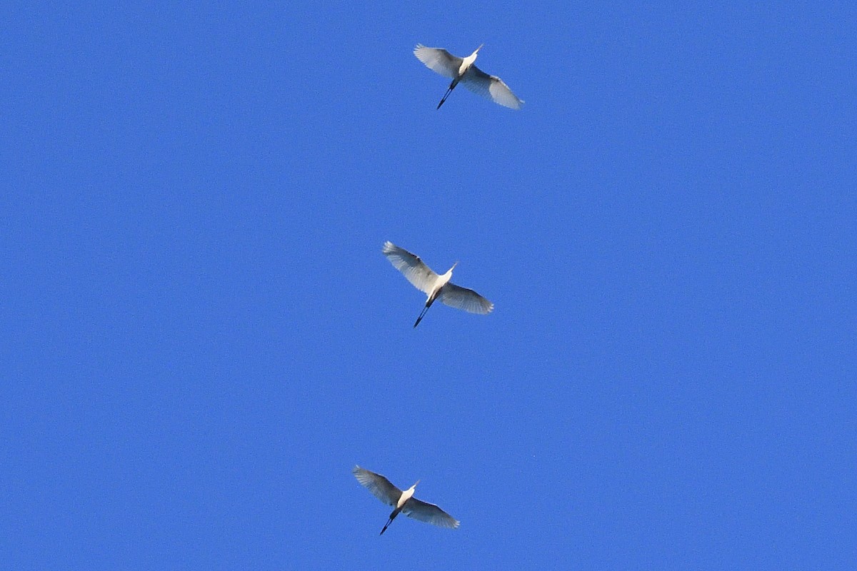 Great Egret - ML594256081