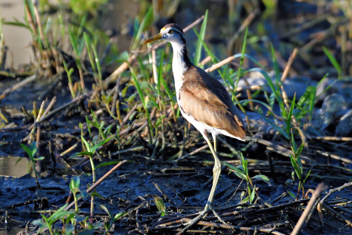 Northern Jacana - ML594257011