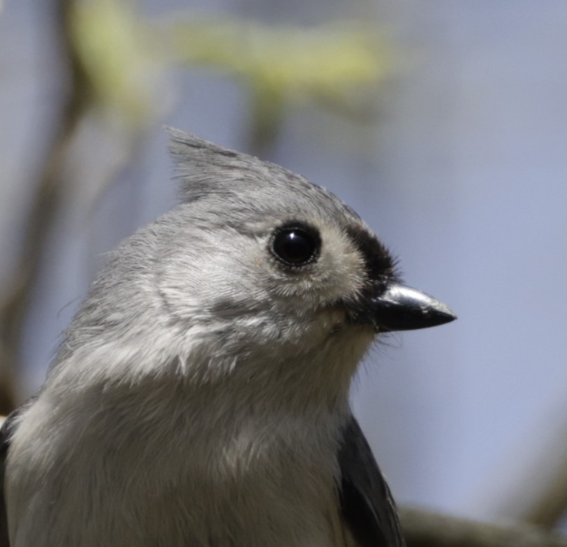 Tufted Titmouse - Jim Stasz