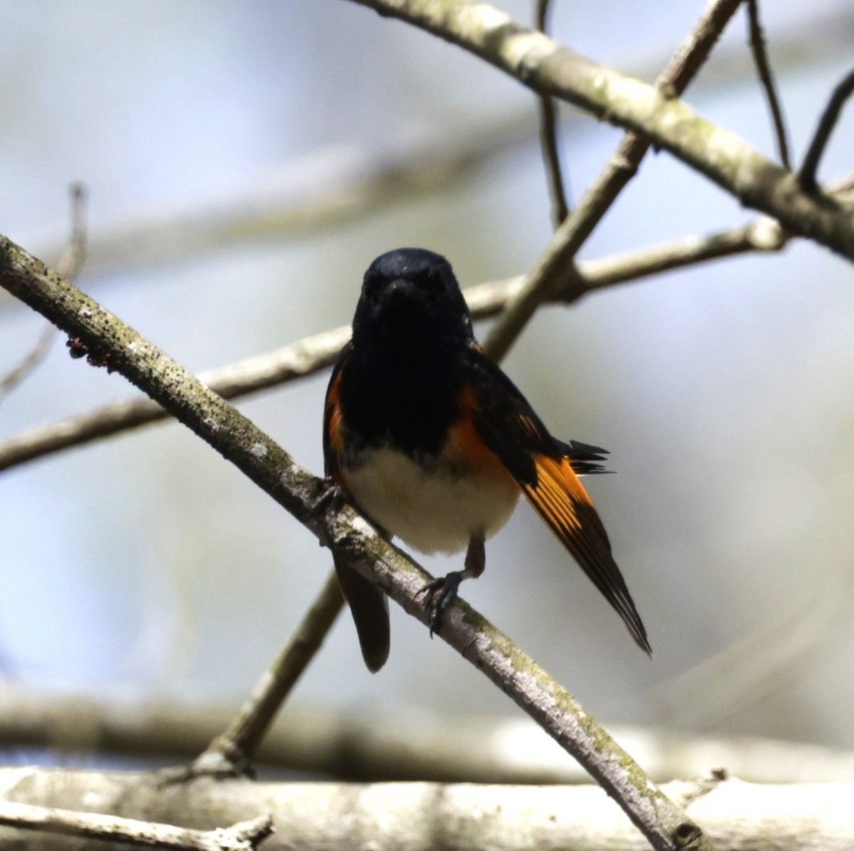 American Redstart - ML594257251