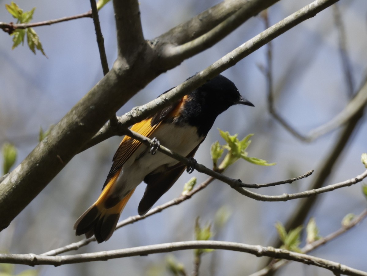 American Redstart - ML594257281