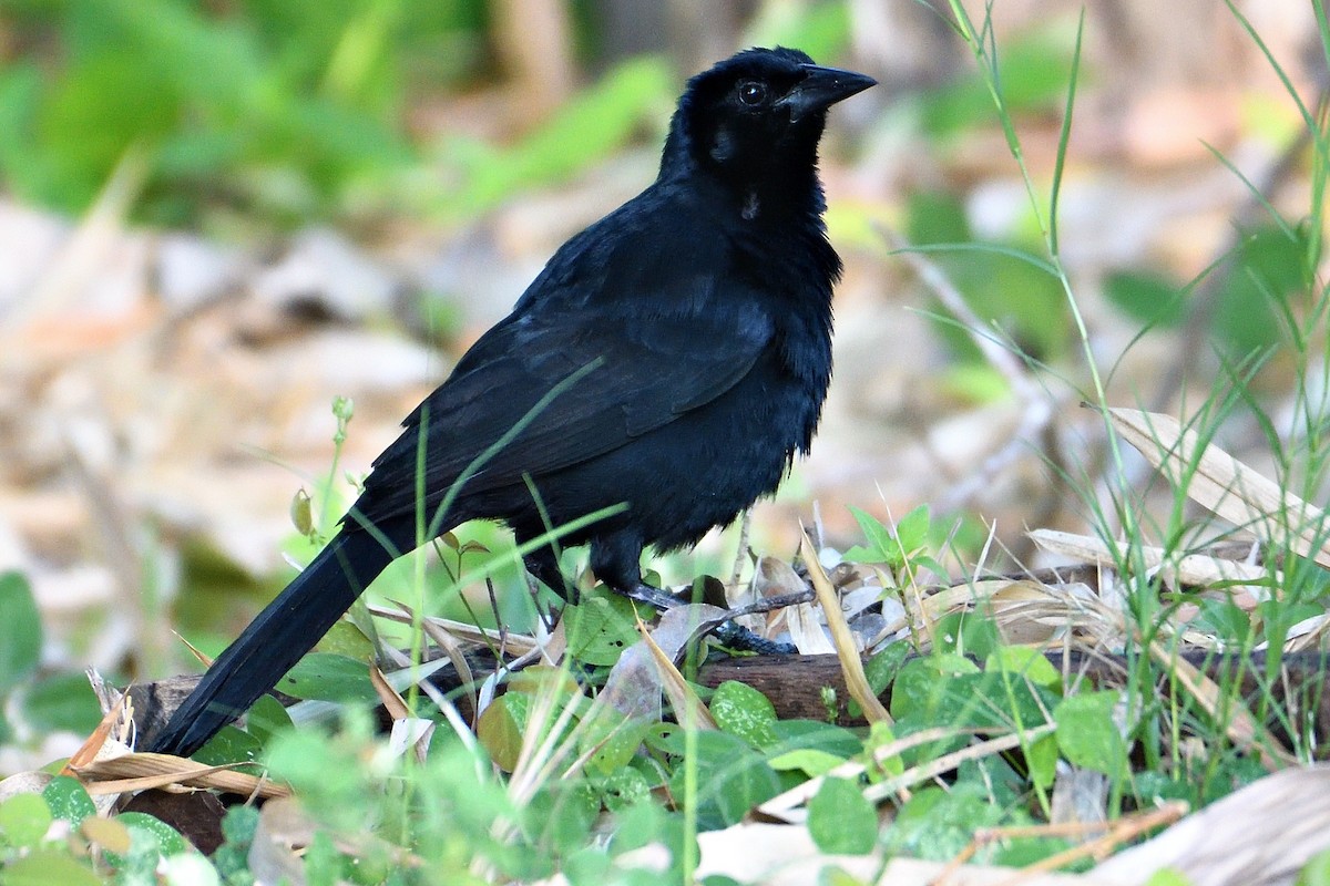 Melodious Blackbird - ML594257301