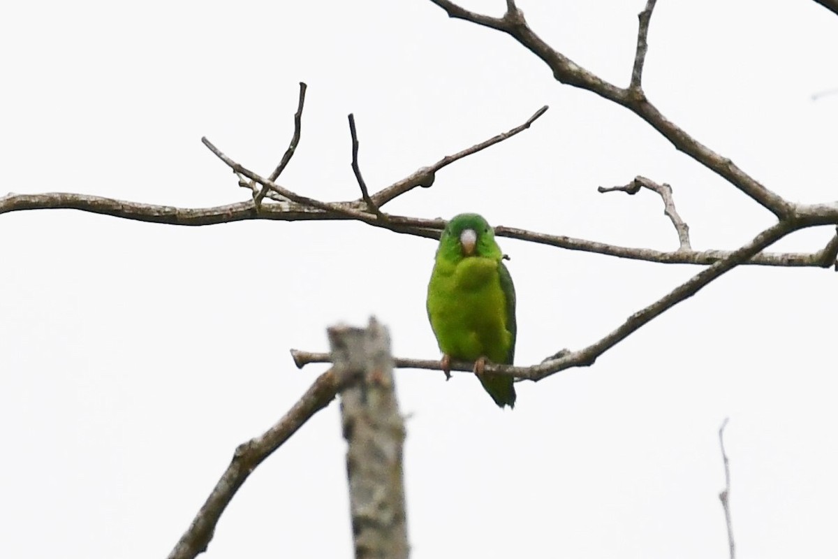 Riparian Parrotlet - David Lawton