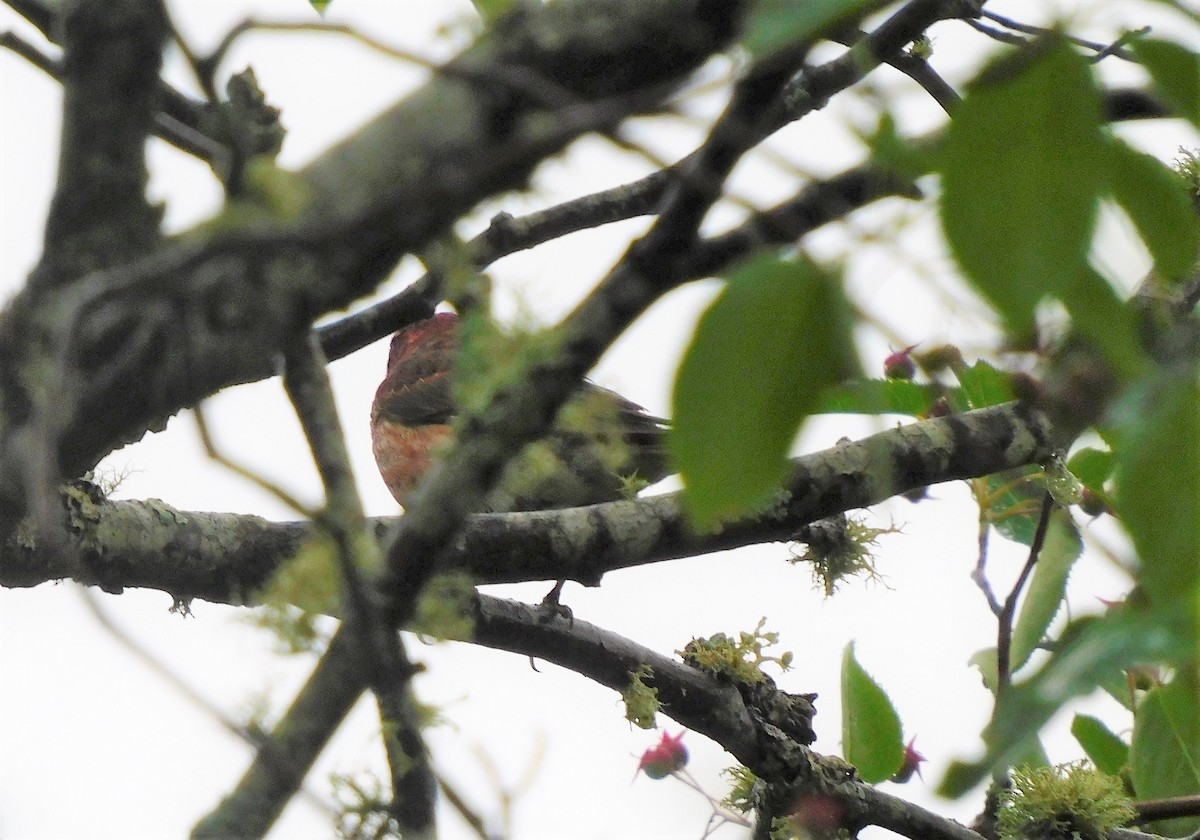 Purple Finch - ML594258421