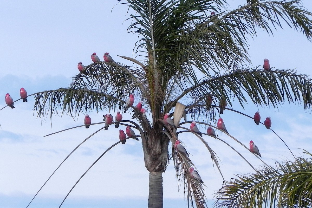kakadu růžový - ML594260151
